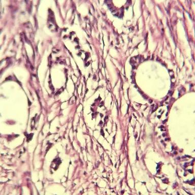 20x magnification sample