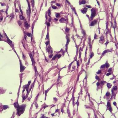 40x magnification sample